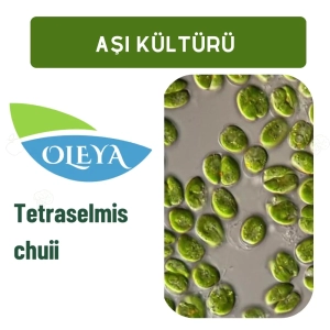 Tetraselmis chuii 100ml