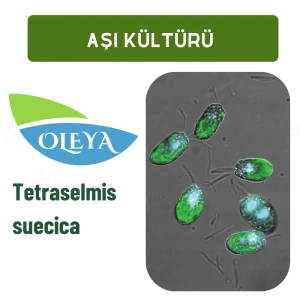 Tetraselmis suecica 100ml